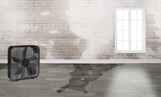 Best Mold removal after water damage  in Harper, KS